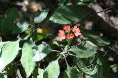 Crossandra infundibuliformis